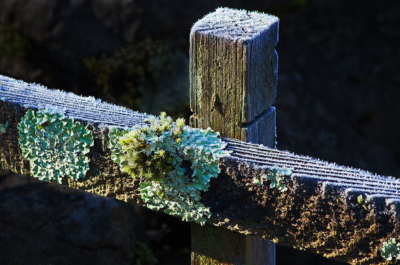 Frost on a Fence