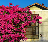 House and Bougainvillea