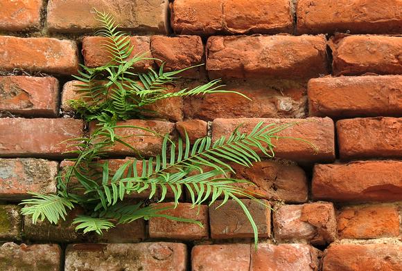 Ferns in a Brick Wall