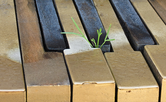 Grass in a Piano