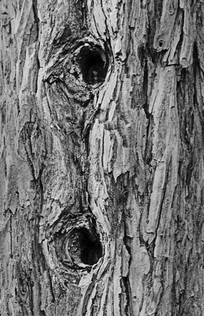 Holes in Tree Trunk