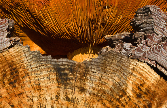 Mushroom in a Log