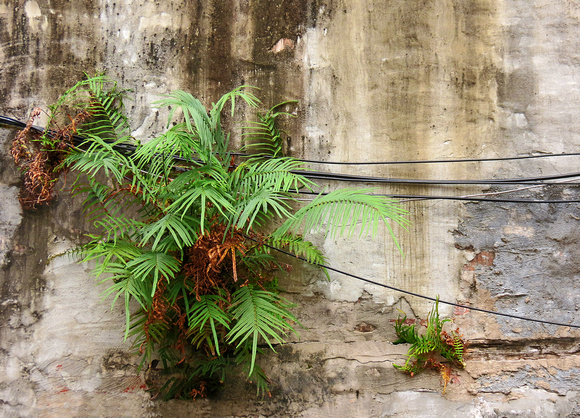 Ferns and Wires on Wall