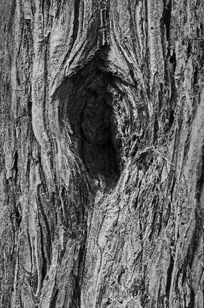 Hole in Tree Trunk 2