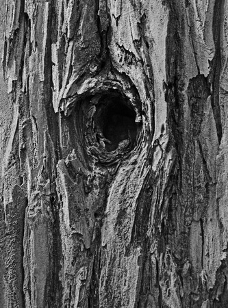 Hole in Tree Trunk
