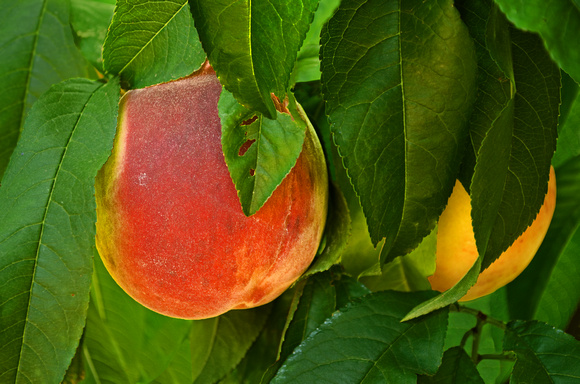 Peaches on the Tree